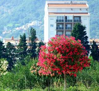 Апартаменты Near the sea Бар Апартаменты-42